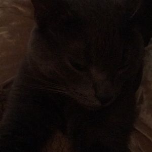 Meet your Posher, Joan